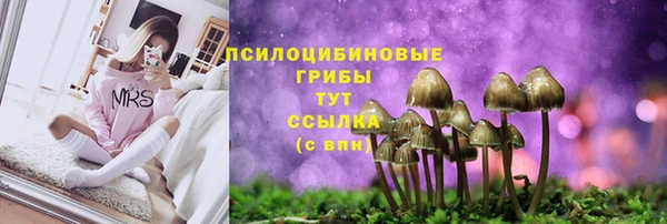 прущие грибы Нефтекумск